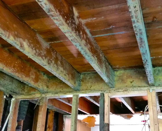 Mold can be a serious problem