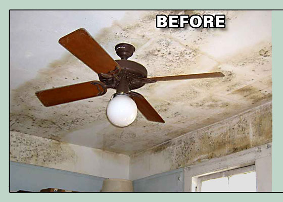 Before Photo - Mold Damage